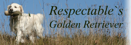 Respectable's Golden Retriever